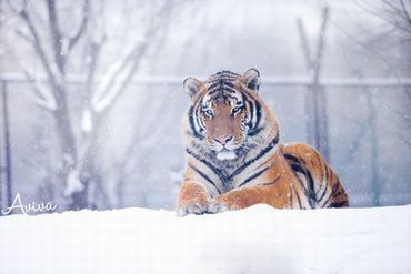 一伸手都是大白兔奶糖视频