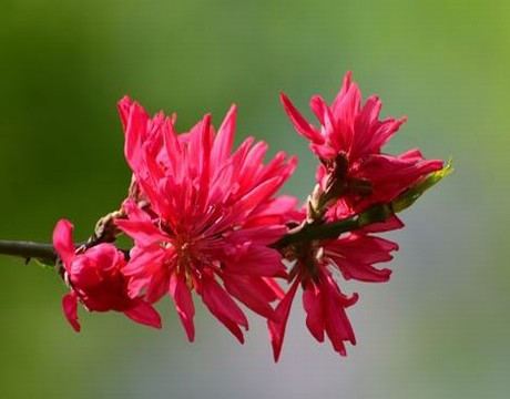 五花肉的10种家常吃法