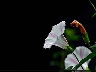 樱花yy私人视院入口