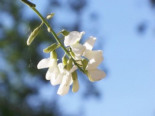 沈兰舟剃毛扩写