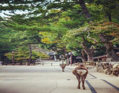 美国电影《疯狂农场》