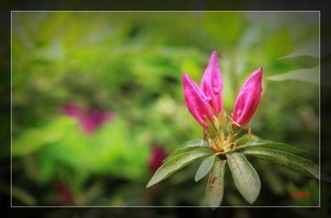 草莓棉花糖免费观看