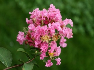 草莓榴莲鸭脖视频