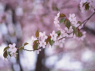 草莓香蕉榴莲丝瓜摆件