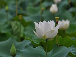 草莓香蕉榴莲菠萝哈密瓜